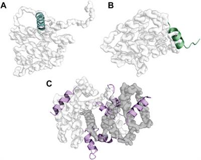 <mark class="highlighted">Structural Details</mark> of BH3 Motifs and BH3-Mediated Interactions: an Updated Perspective